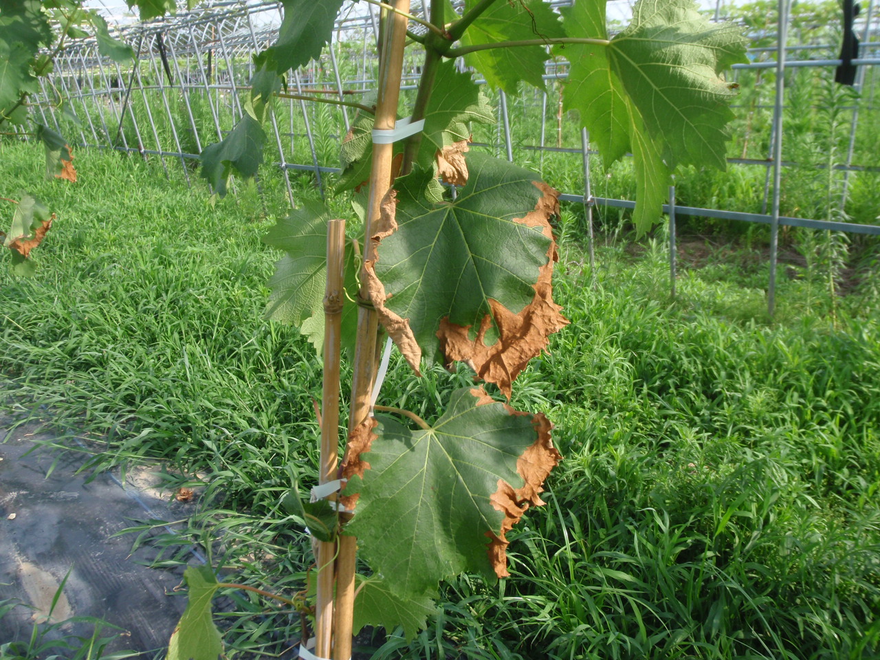 ぶどうに病気が広がる 果樹農園 ぶどうの木